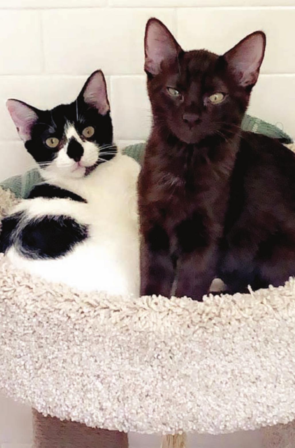 Caddo Parish Animal Services gets rave review