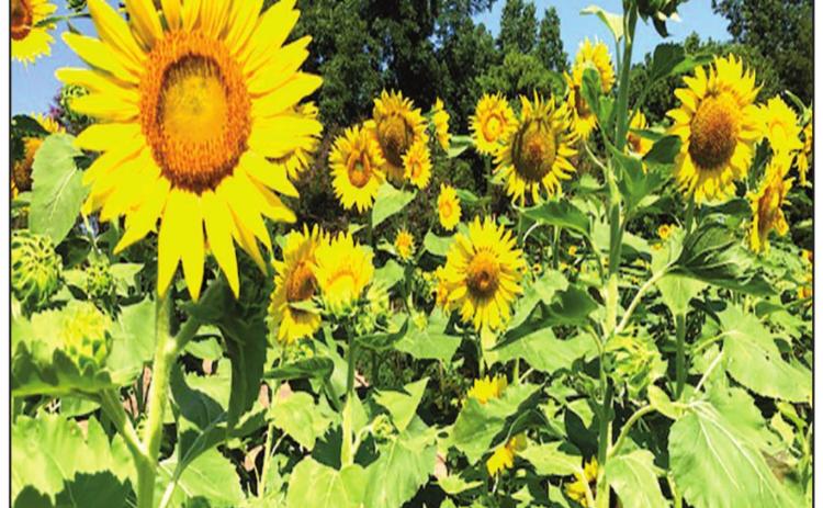 THOSE BLOOMIN’ SUNFLOWERS
