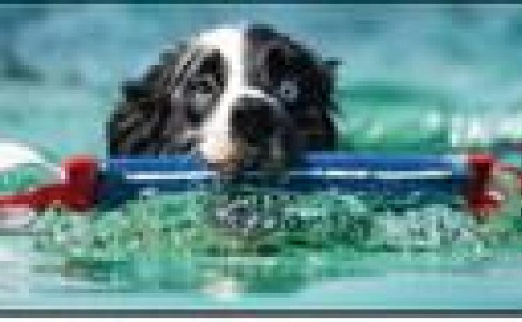 Nation’s Top Dogs Compete at Super Retriever Series Crown Championship in SBC