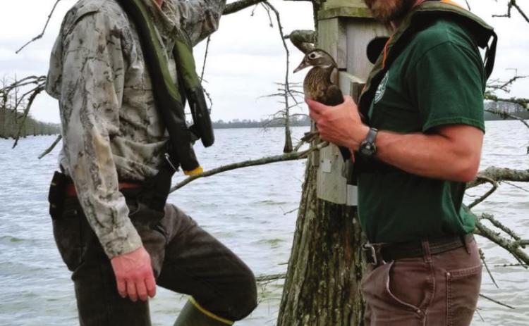 Duck banders, waterfowl hunters and public asked to be aware of bands, web-tags on wood ducks this fall, winter