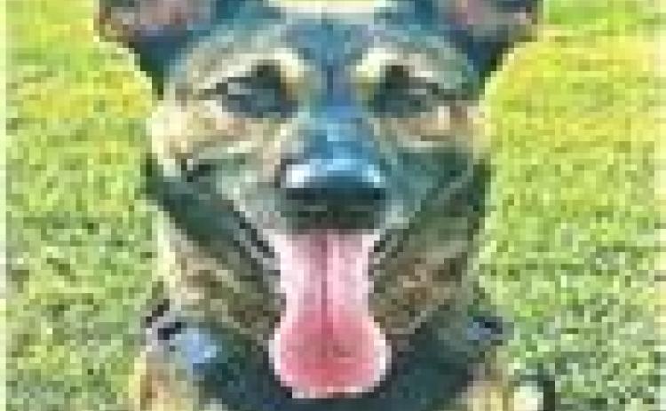 Shreveport Police K9 Enzo arrests 15-year-old suspect!