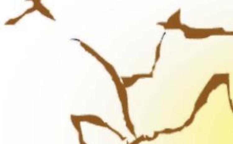 Fleas Spark Cat Spat