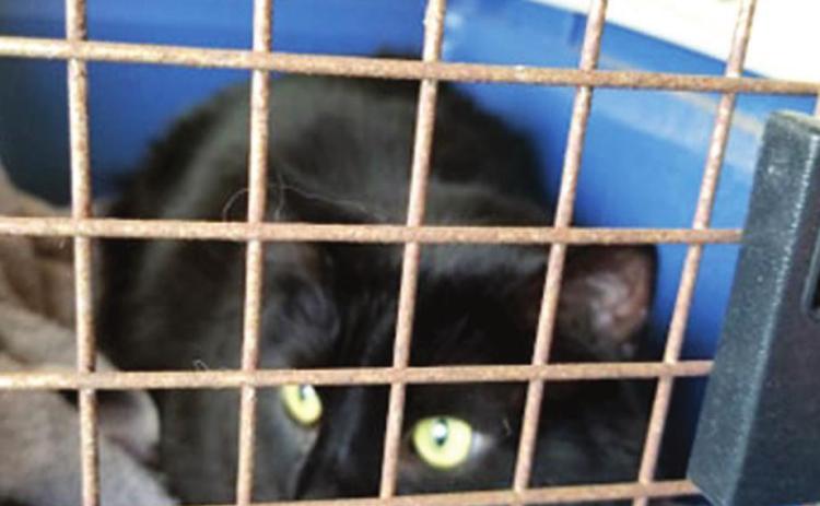 Pet sick; was it something he ate?