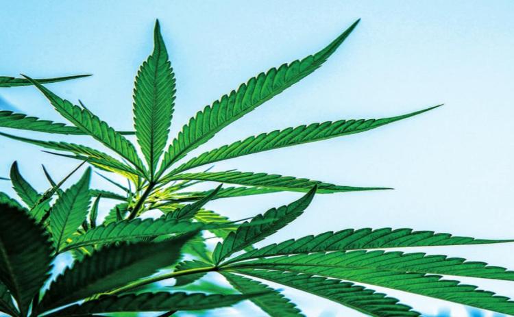 Industrial hemp: the latest ‘supercrop’?