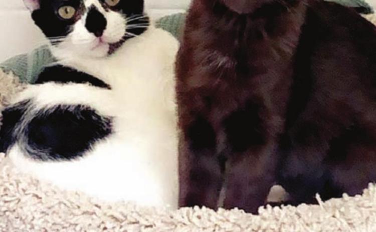 Caddo Parish Animal Services gets rave review