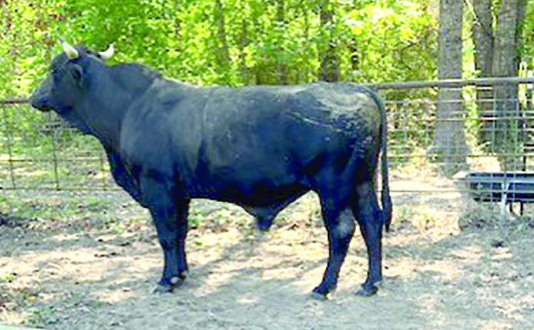 Stray cattle's owner sought