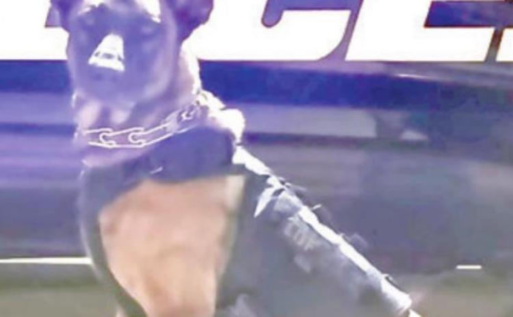 SPD K-9, civilian foil armed robbery