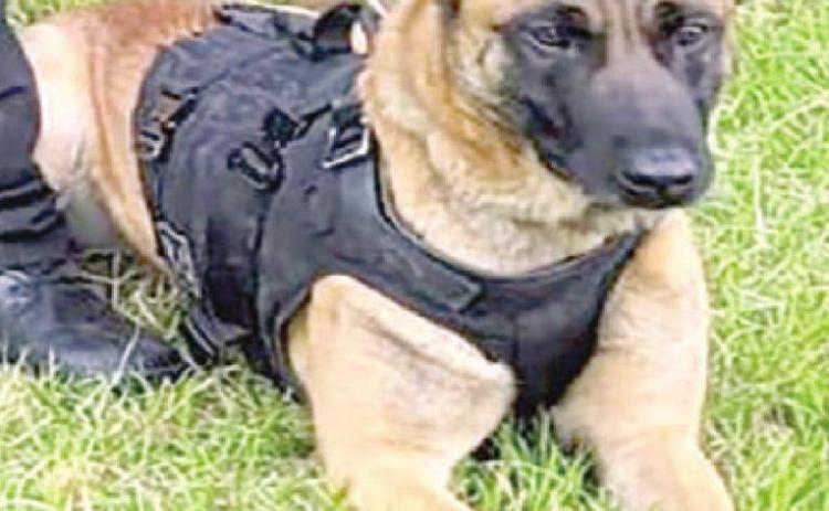 SPD K-9 catches