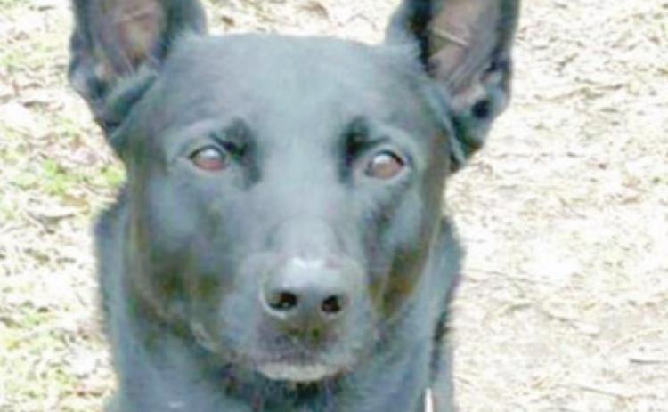 SPD K-9 assists in arrest