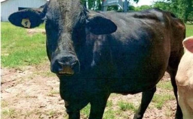 Missing livestock sought by authorities