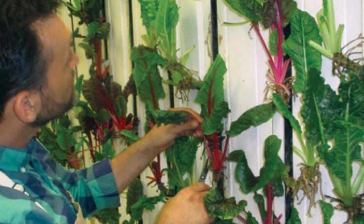 Cotton St. Market brings farming indoors