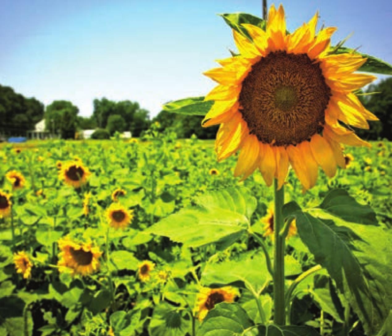 Looking forward to brighter days, North Louisiana plants sunflowers in preparation for the 21st Annual Sunflower Trail & Festival