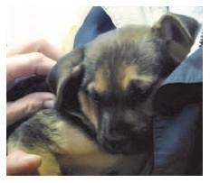 CPSO helps the homeless and their pets