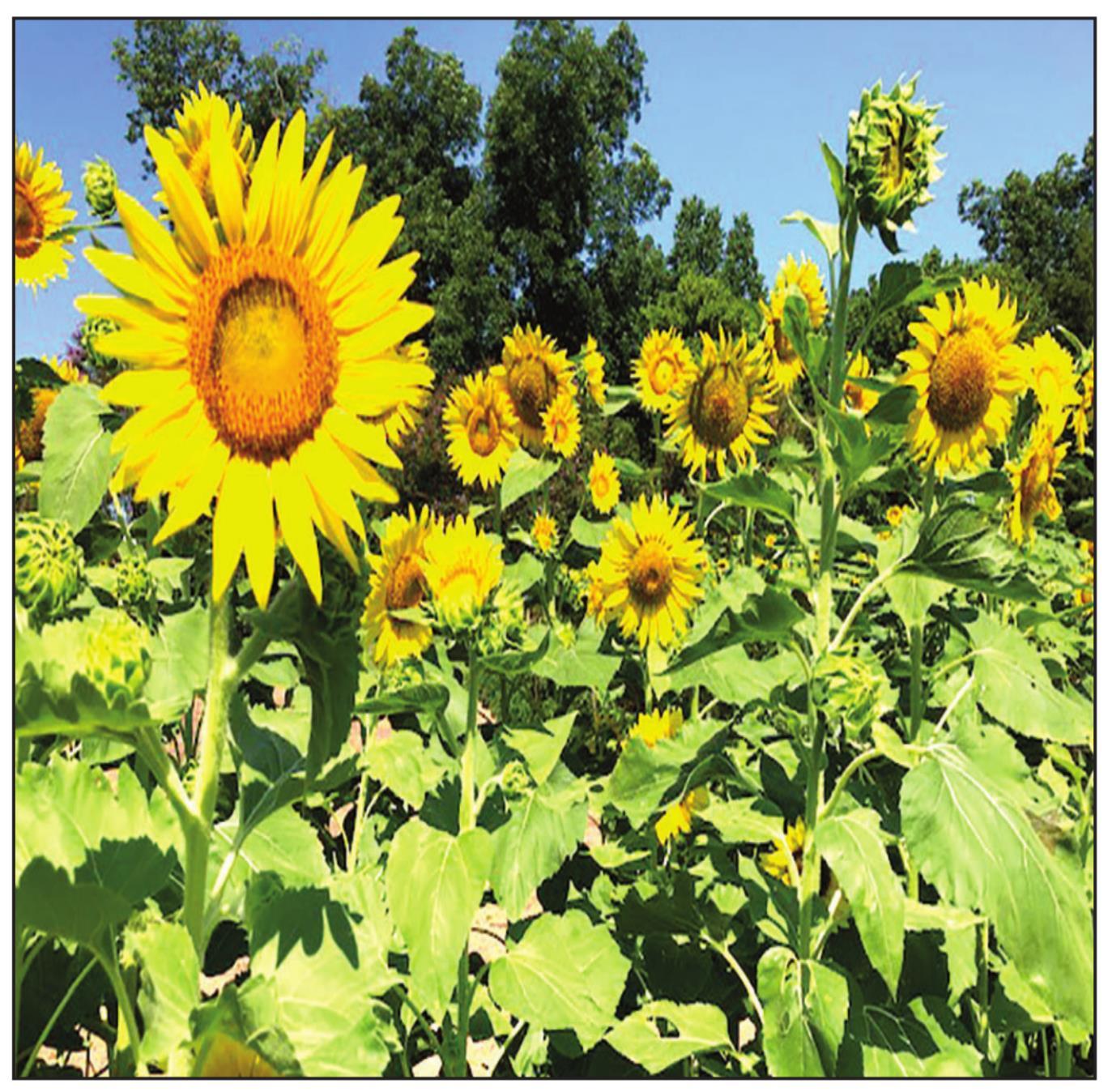 THOSE BLOOMIN’ SUNFLOWERS