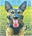 Shreveport Police K9 Enzo arrests 15-year-old suspect!