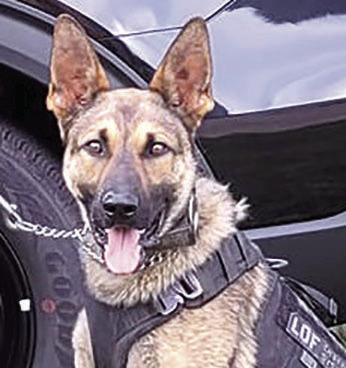 K-9 Enzo