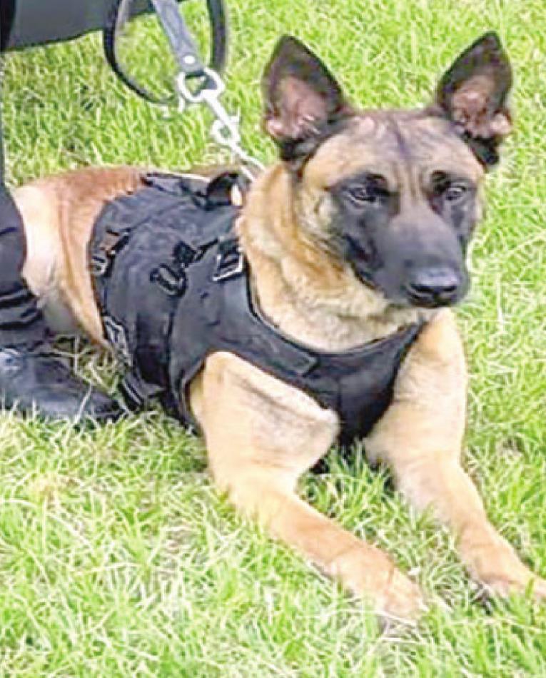 SPD K-9 catches