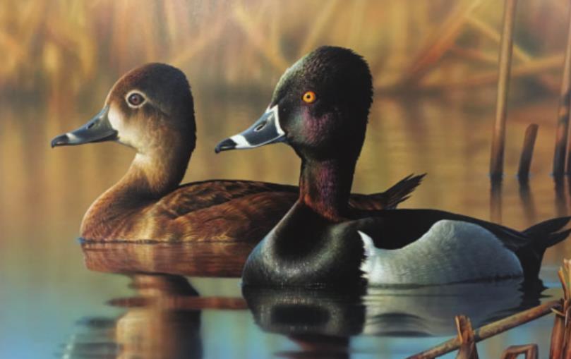 Mottled Duck to be Featured Species for 2021 stamp competition