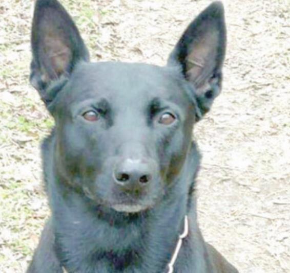 SPD K-9 assists in arrest