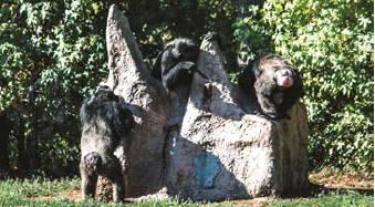 Visit world’s largest Chimpanzee Sanctuary this fall