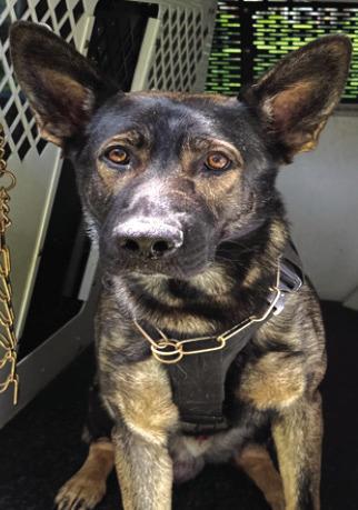 K-9 Hic