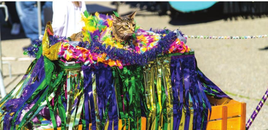 Krewe of Barkus and Meoux to Celebrate 21 Years this Sunday