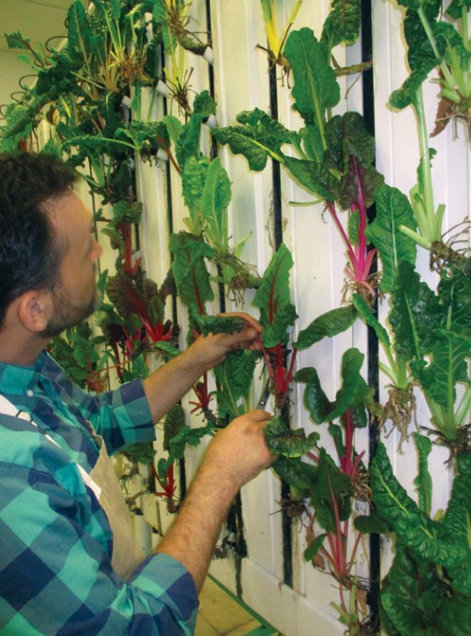 Cotton St. Market brings farming indoors
