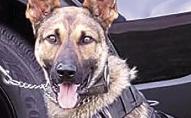K-9 Enzo