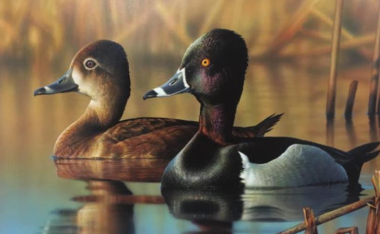 Mottled Duck to be Featured Species for 2021 stamp competition