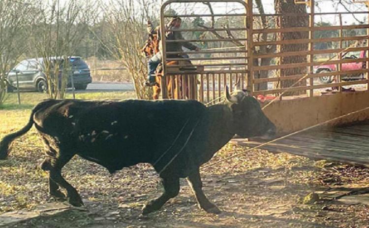 Loose bull sends deputy to hospital