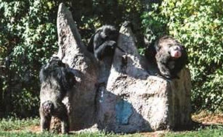 Visit world’s largest Chimpanzee Sanctuary this fall