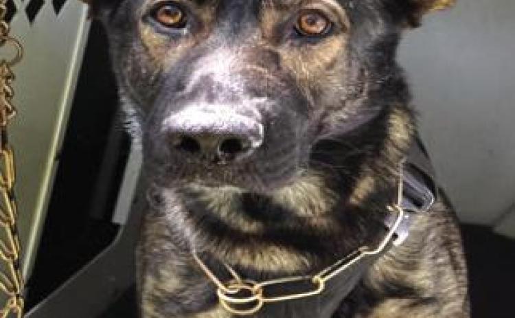 K-9 Hic
