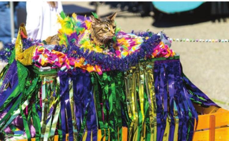 Krewe of Barkus and Meoux to Celebrate 21 Years this Sunday