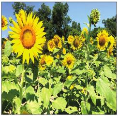 THOSE BLOOMIN’ SUNFLOWERS