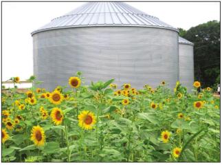 THOSE BLOOMIN’ SUNFLOWERS