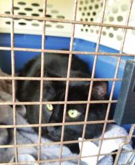 Fluff on his way to his emergency vet visit, after having undiagnosed stomach issues. Pet sick; was it something he ate?