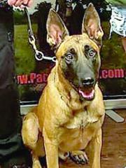 K-9 Barry Police K-9 thwarts catalytic converter thefts