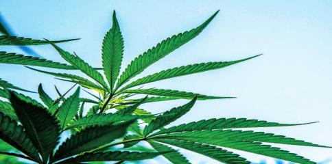 Industrial hemp: the latest ‘supercrop’?