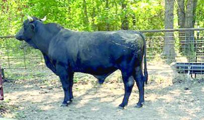 Stray cattle's owner sought