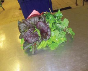 Cotton St. Market brings farming indoors