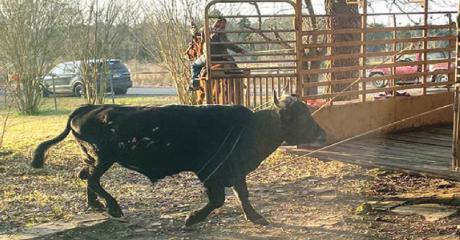 Loose bull sends deputy to hospital