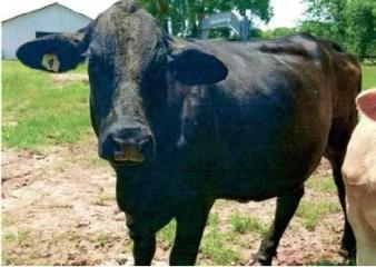 Missing livestock sought by authorities