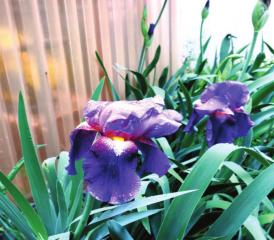 Bearded Iris, in many hues, add rich color Spring is here but what survived?