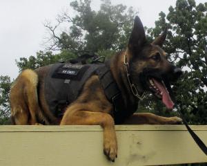 Here’s How You Can Support Shreveport’s K-9 Search & Rescue Team!
