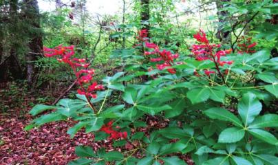 Blooming Buckeyes thrive in a secluded spot Spring is here but what survived?
