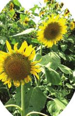 THOSE BLOOMIN’ SUNFLOWERS