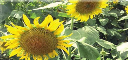 Sunflowers! Mardi Gras! and Art!