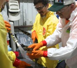 Wildlife rehabilitators clean diesel fuel from an alligator.